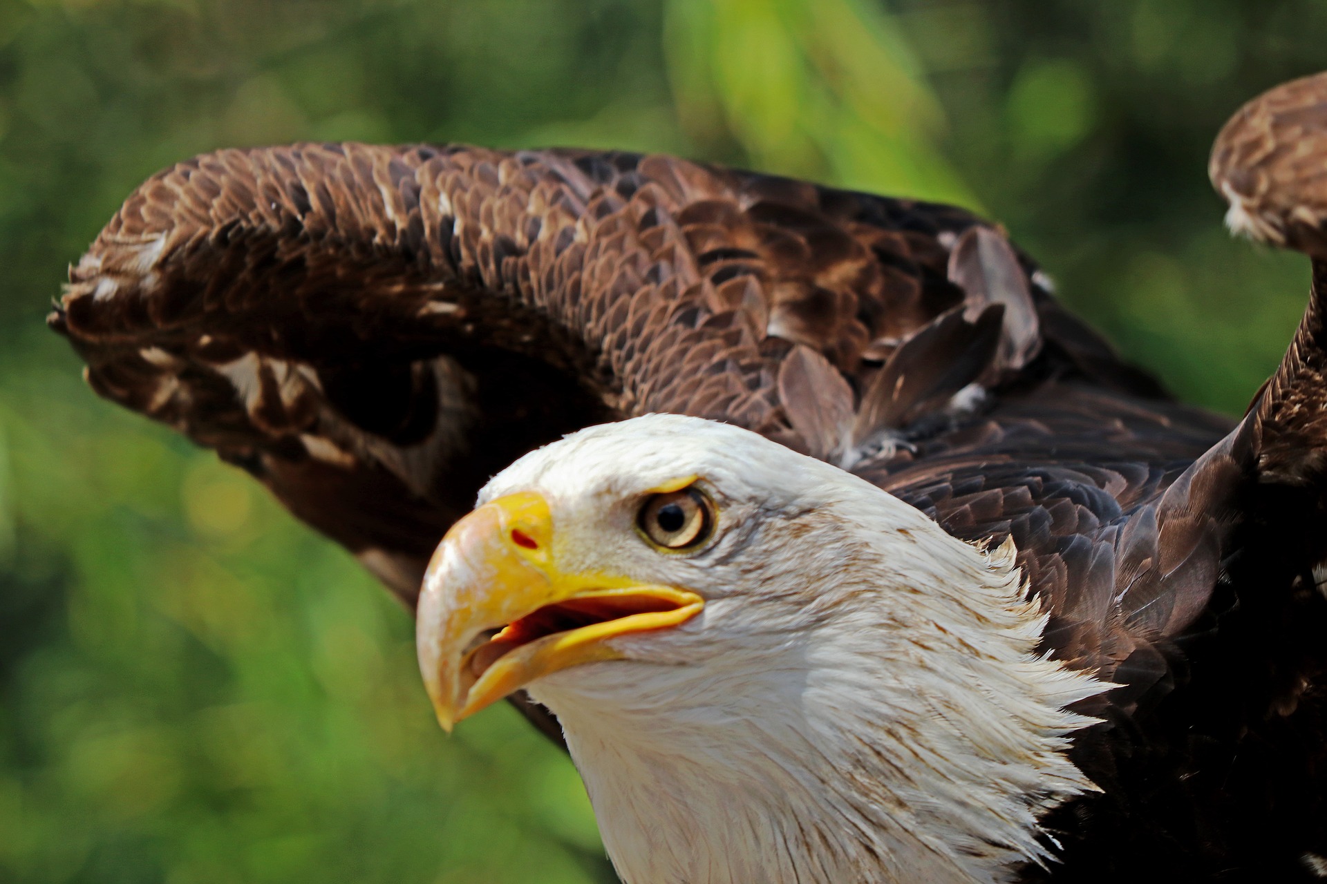 Las águilas calvas y sus nidos • Generación Pentecostal